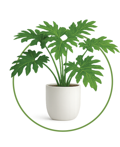 Philodendron