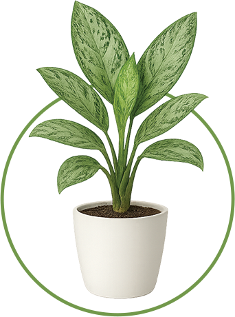 Chinese Evergreen