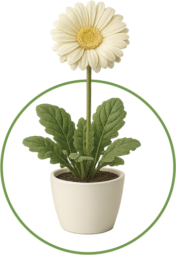 Gerbera Daisy