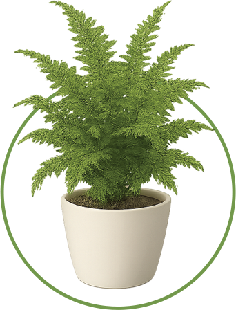 Boston Fern