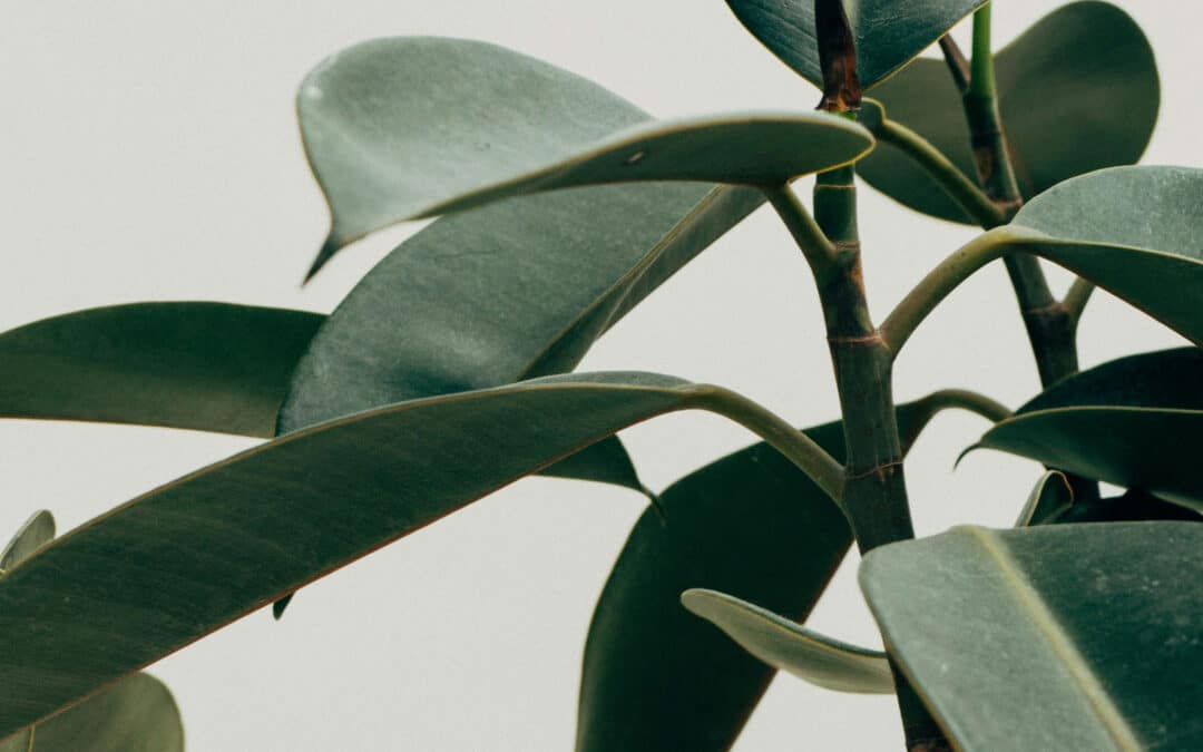 21 Air-Purifying Plants That Help Reduce VOCs and Formaldehyde Indoors