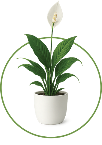Peace Lily
