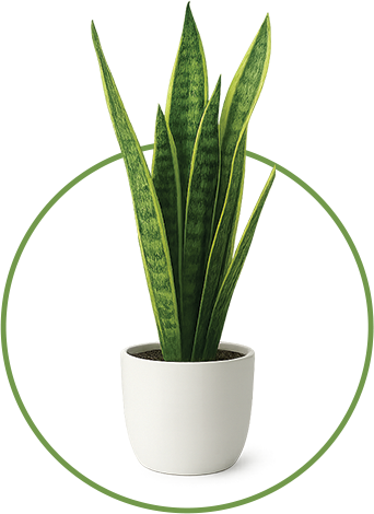 Snake Plant