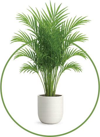 Areca Palm