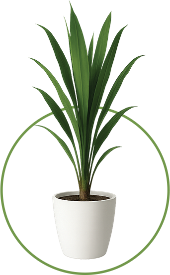 Dracaena